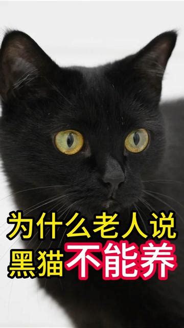 黑猫进家|陌生猫进家门吉利还是不吉利？猫咪进家是什么预兆